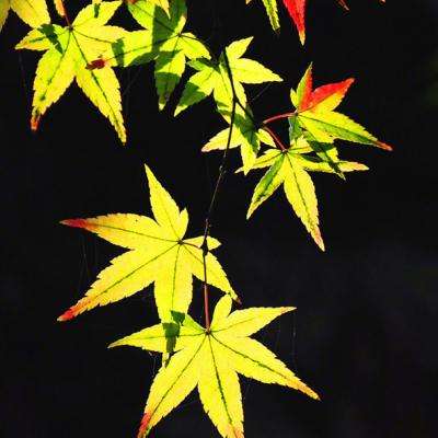 kok下载-登录入口